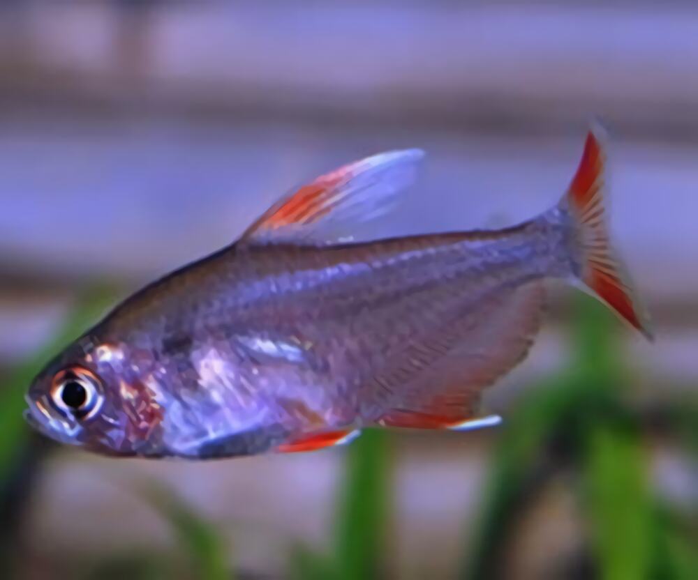 新大钩扯旗身份信息