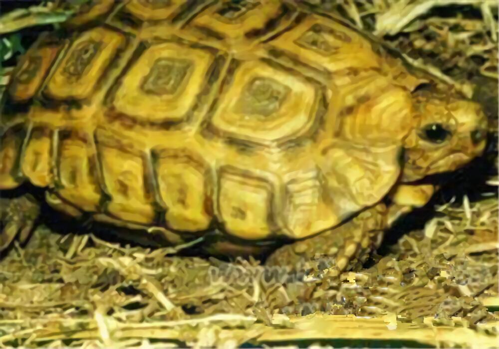 纳塔尔折背陆龟身份信息