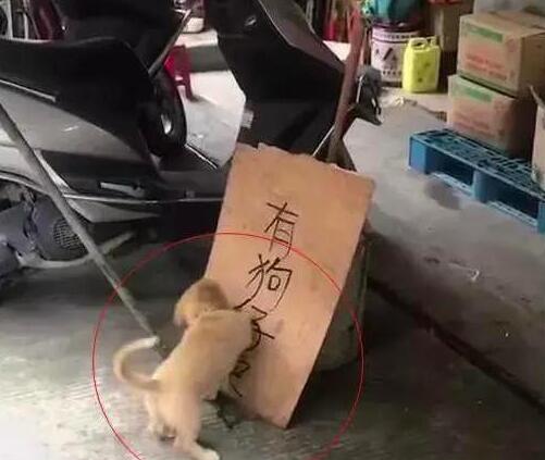 小奶狗知道主人在出售它们,然后就各种捣乱!