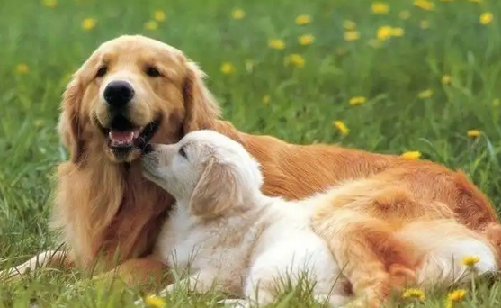 救命呀！我家狗子是大禽兽！它…它竟然睡了它亲妈…...