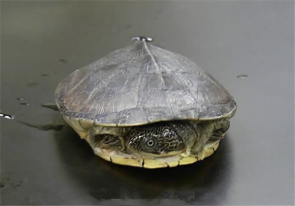 白胸侧颈龟身份信息