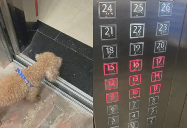 狗独自一人坐电梯,网民逐一按楼房给它找家,花了10分鐘总算找到
