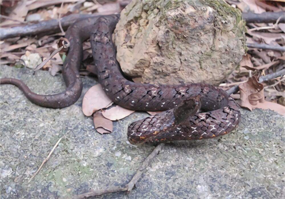 紫砂蛇身份信息