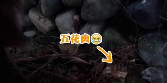 金毛狗狗墙角私藏食物,被主人发现后立刻更换地点,大写的心机汪