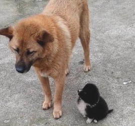 带大黄狗外出，遇到一只死皮赖脸的奶狗认“干爸”，女主角愣住了