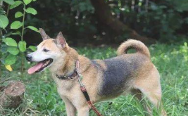 狗狗猛烈玩乐后,忽然狂喘淌口水,主人家3个姿势夺回一命!