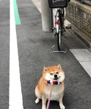 主人给柴犬准备宠物门,结果它愣了一下后,偏偏和主人作对