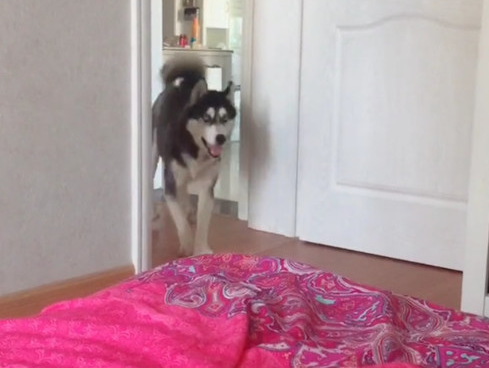 主人严禁狗狗进卧房,二哈不信频繁观察,被发觉后转头就开赛