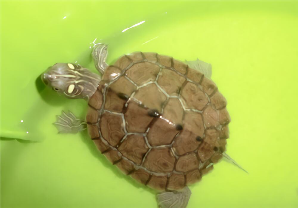 地图龟身份信息