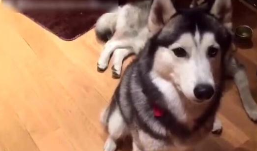 主人让小狗装死，但那小子就是说不愿倒下，下一幕令女主角笑翻！