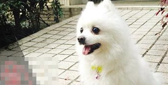 2岁博美犬走丢 婆婆非常伤心愿意现金酬谢归还者