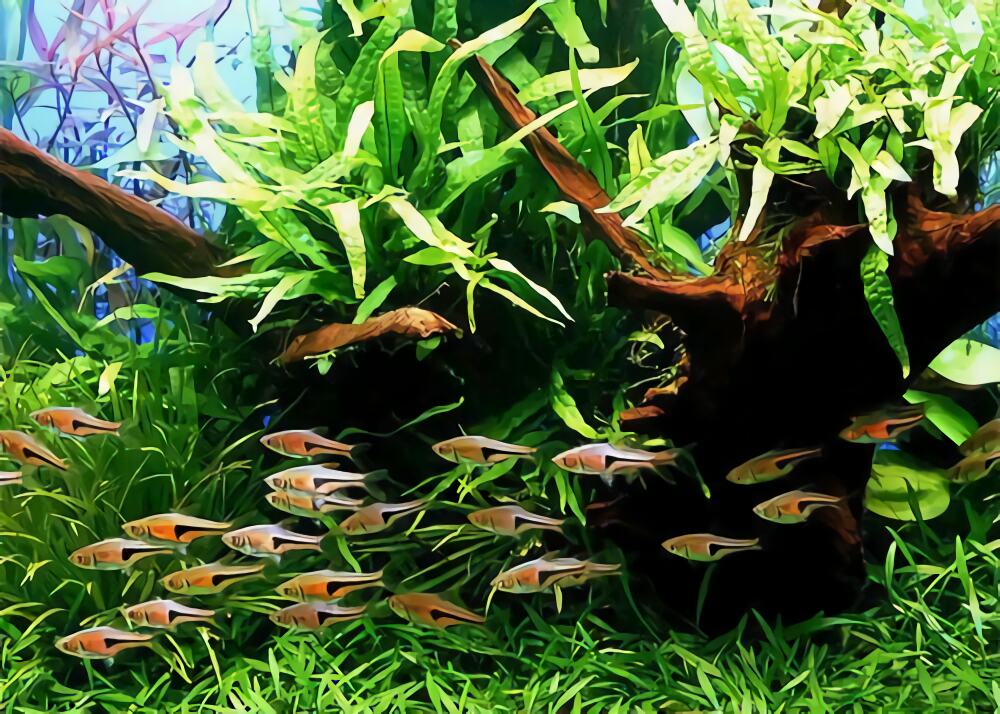 蓝三角鱼身份信息