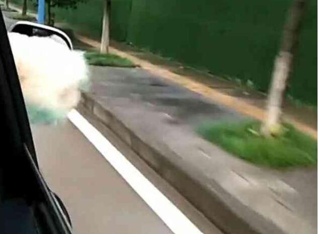 主人搬家带走比熊犬, 将土狗遗弃