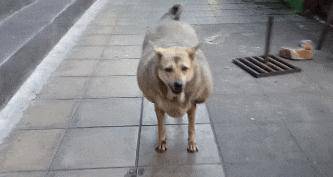 流浪狗因太多好心人喂食,竟成全市最胖的狗