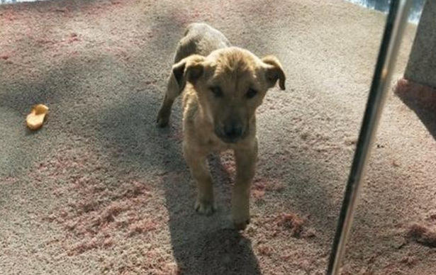 流浪犬每日都来店前报导,狗狗痴痴地望着店内发愣,内情让人辛酸