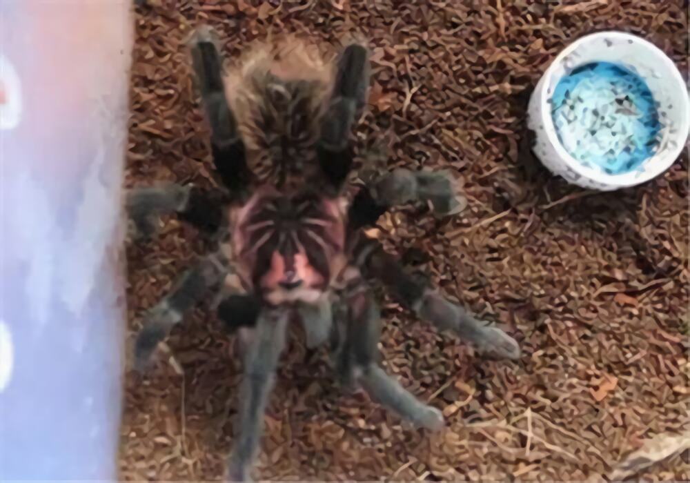 哥伦比亚镭射身份信息