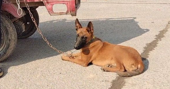 马犬不愿和主人分开,只能不停握手