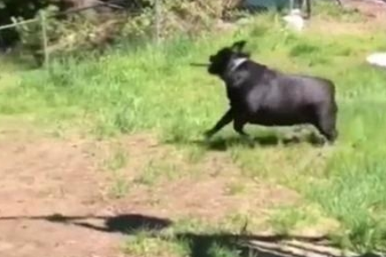 斗牛犬过于肥胖症,玩耍时撵不上金毛,机敏的它竟学会了应用武器