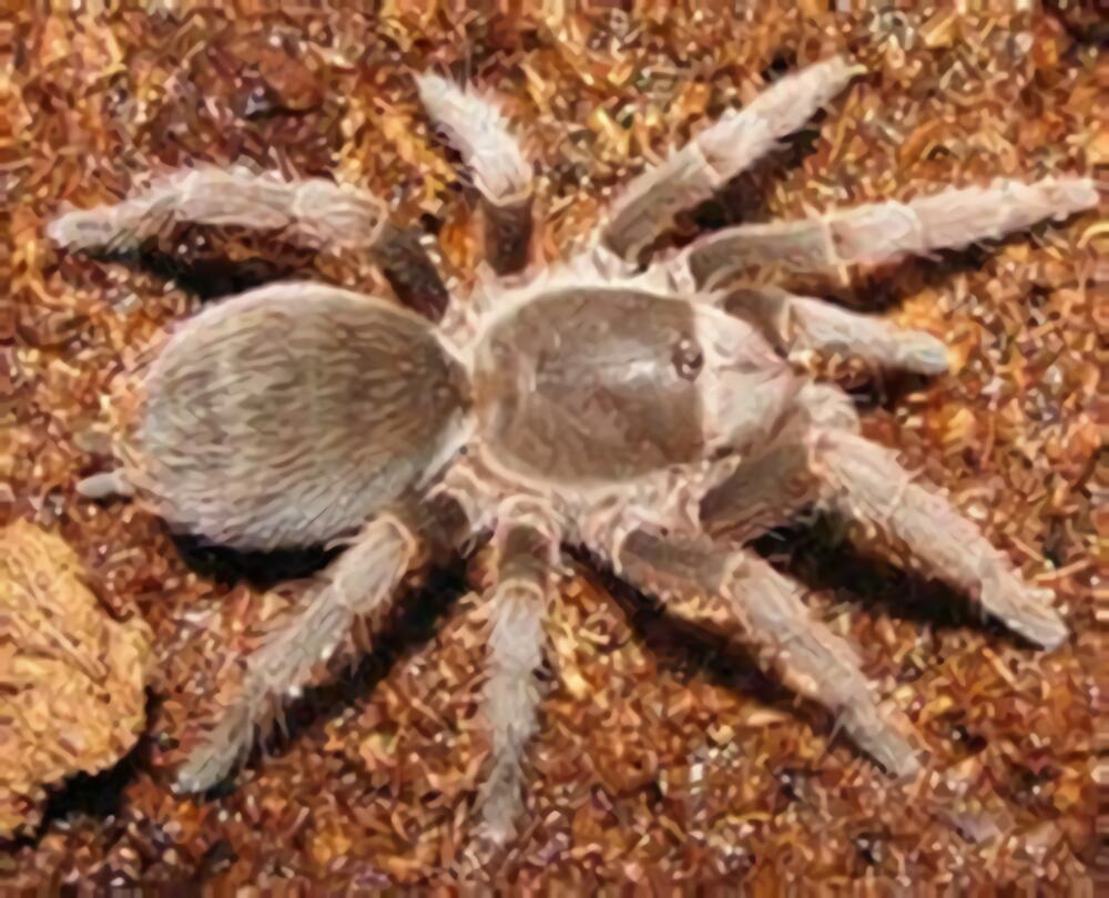 巴西啡黄身份信息