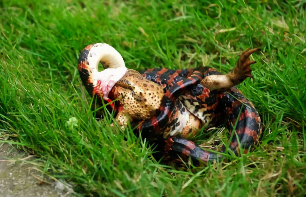 赤练蛇身份信息