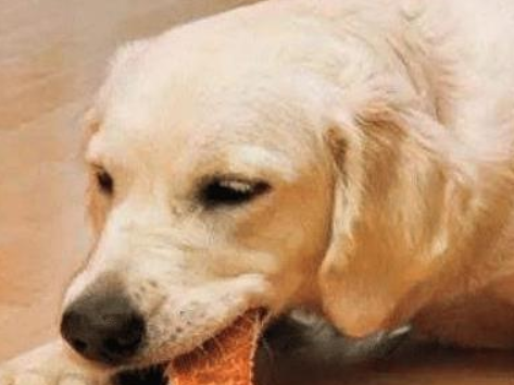 狗偷吃猫罐头，主人特别的惩罚方式，狗：我被封印！