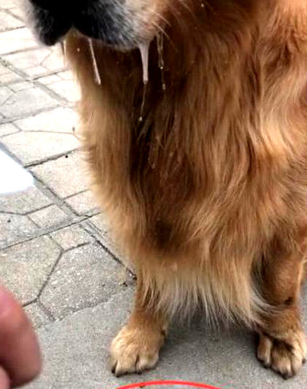 吃客金毛狗狗以便一杯酸奶,馋的口水飞流直下,一看地面上主人家笑抽了