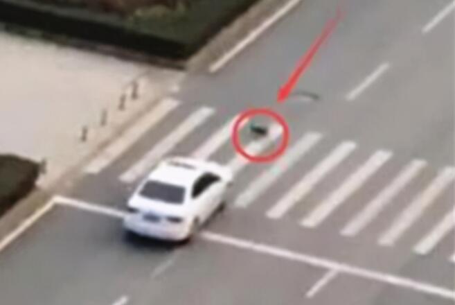 宠物狗闯红灯被车撞死,狗主人向车主索赔18万?交警判罚让人拍手称快