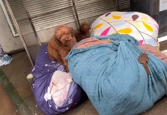主人搬家把2只狗遗弃,狗狗守着行李不愿离开,它们还在等主人