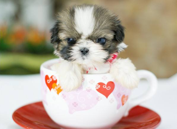 你有没有听说过茶杯犬?这个茶杯犬有点特殊啊
