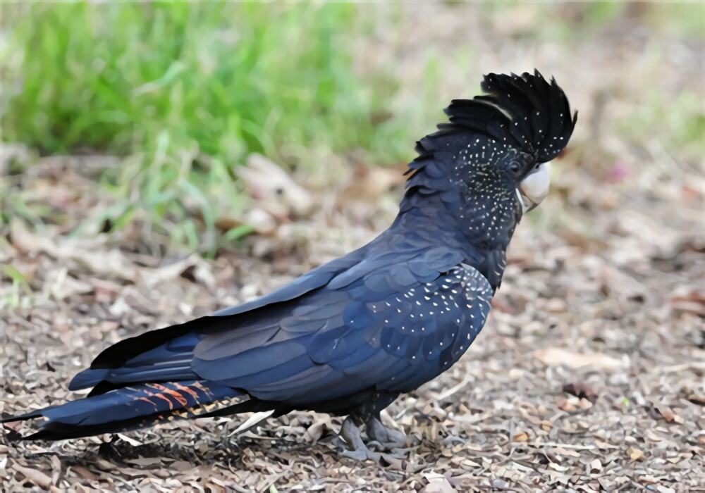 红尾黑凤头鹦鹉身份信息