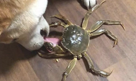 狗狗一直哼哼唧唧,主人靠近后一脸懵,它是发生了啥?