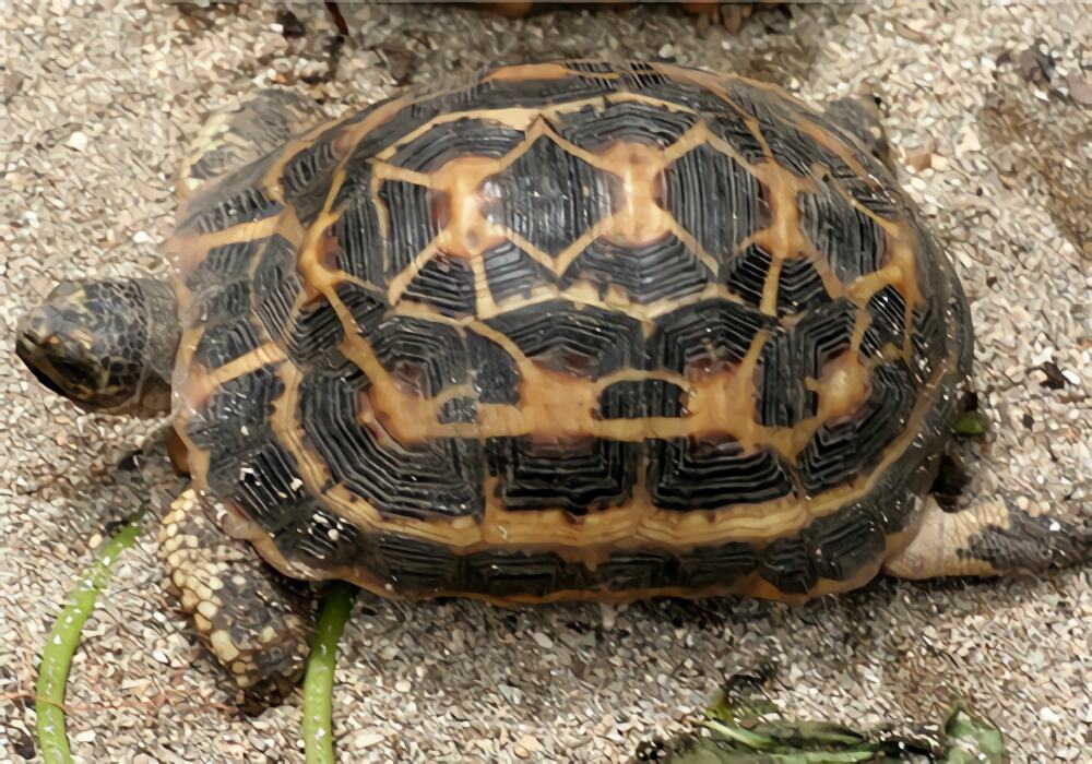 蛛网龟身份信息