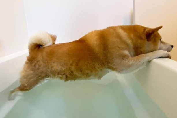 主人把玩具藏狗狗身上,固执柴犬找遍全家:我明明没有乱放!