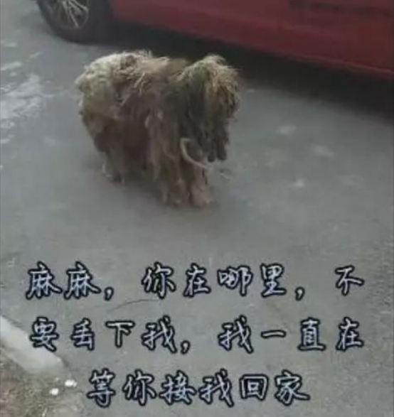 狗狗1年前被主人遗弃,狗狗却用实际行动证明余生都是你!