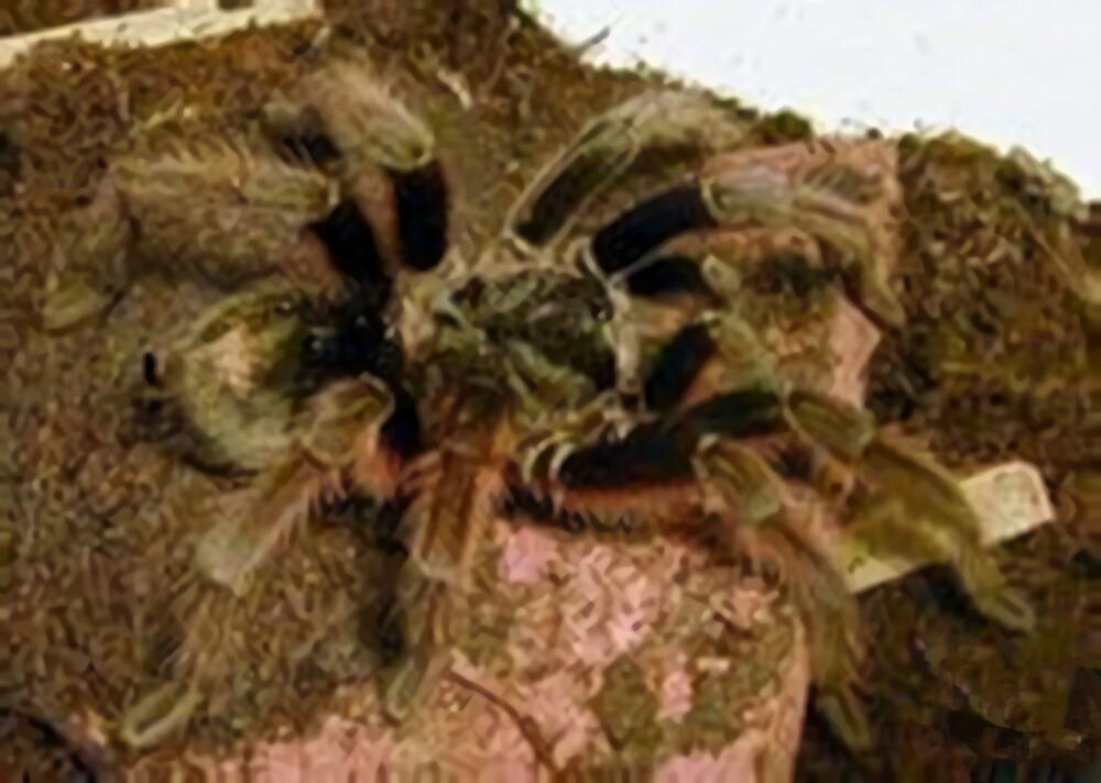 巴西啡黄身份信息