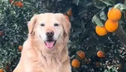 网红金毛犬突发心脏病离世,曾因摘橙子助农走红