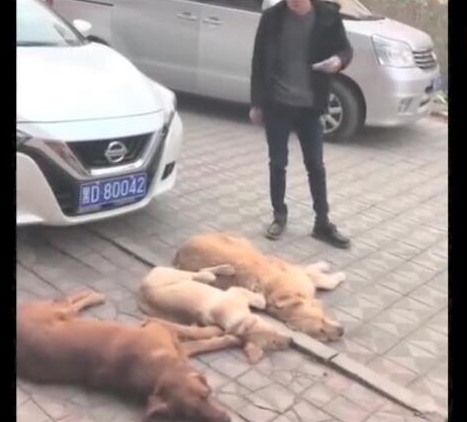 三只金毛狗狗敲诈小轿车车主，规定赔许多食材，车主通电话警报