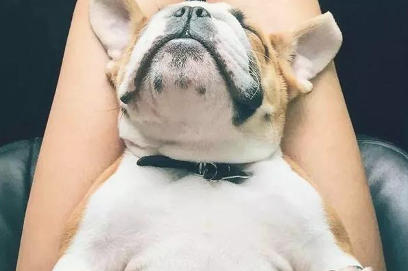 有一种感情!据说养宠物犬的优秀人才懂?