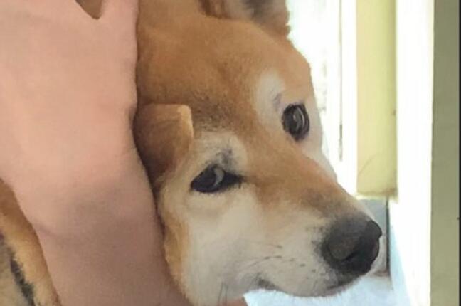 主人家为避免柴犬害怕,给它打针时蒙到了双眼