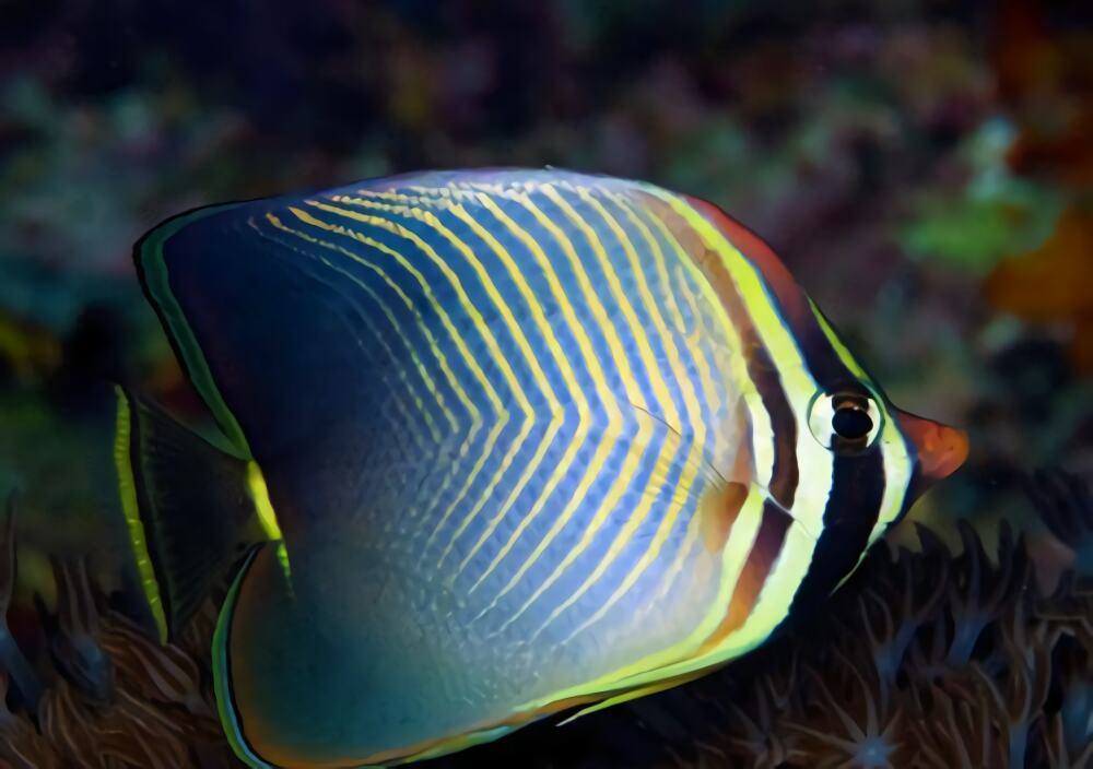 印度洋天皇蝶身份信息