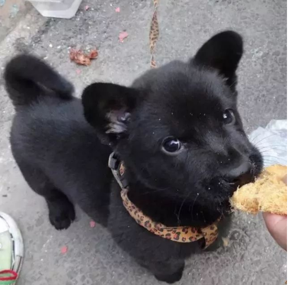 刚出生不久的小土狗,就在菜市场等待出售