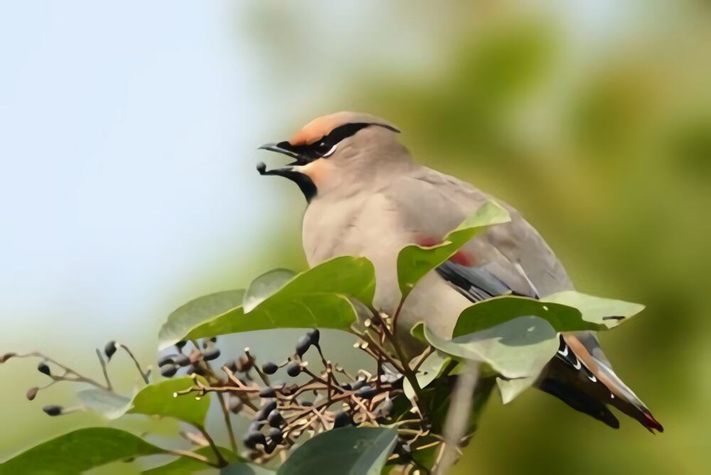 小太平鸟身份信息