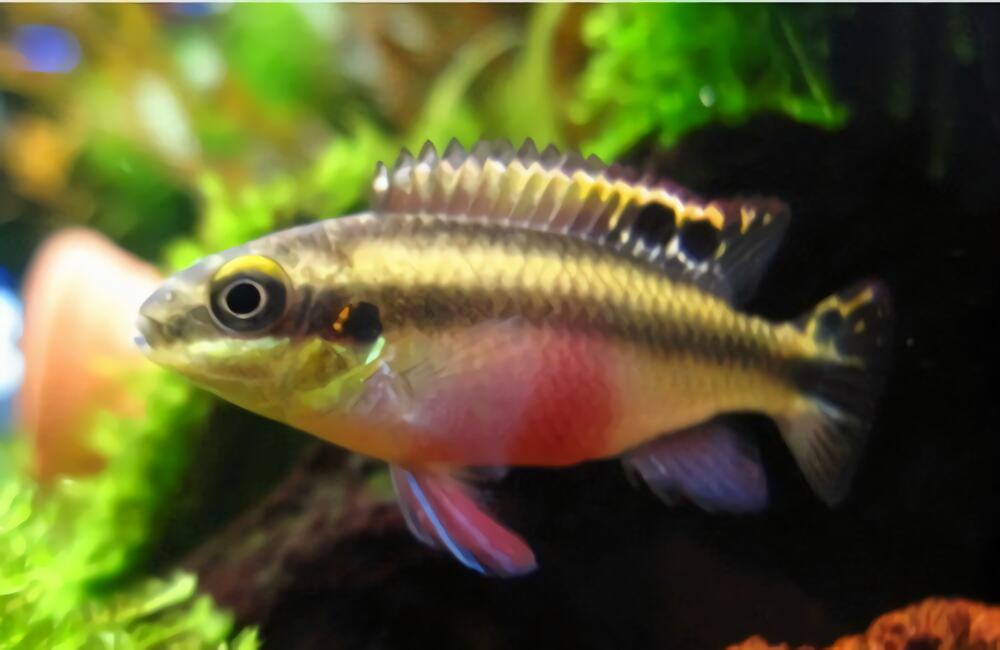 红肚凤凰鱼身份信息