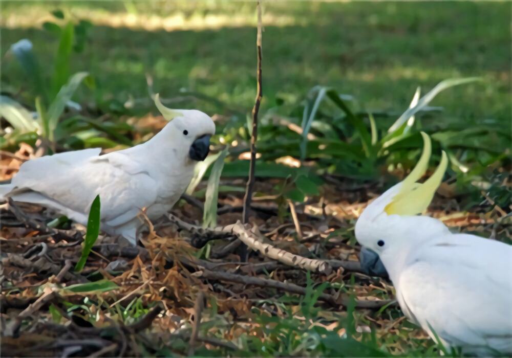 葵花凤头鹦鹉身份信息