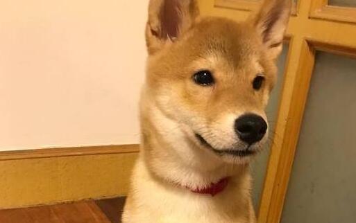 见到新买的狗窝,柴犬立即躺上去