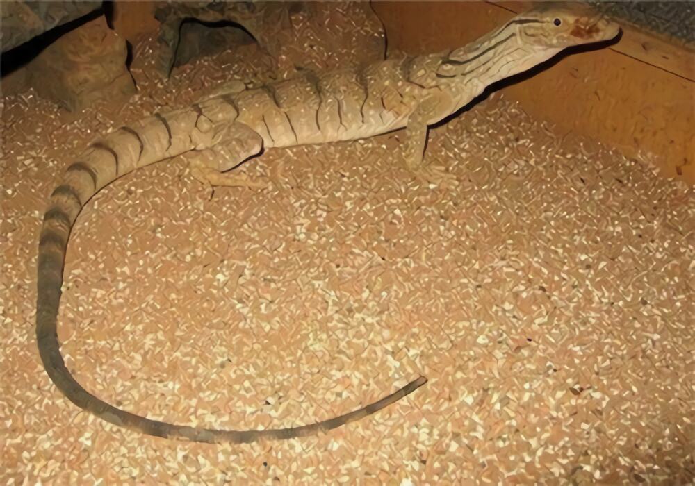 沙漠巨蜥身份信息