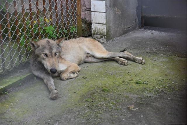 3只灰狼现身黑龙江,没找到猎物就围攻小狗,被石头砸中也不松口