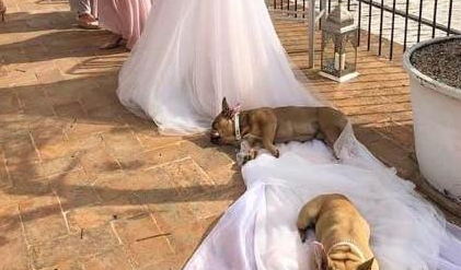 照婚纱照时狗狗睡婚纱上,接着男主人动作亮了,狗:欢迎加入我们