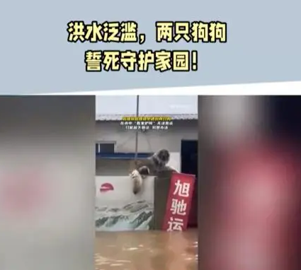 大狗洪水中仍看家,救援人员无法靠近,只好留下食物和水离开