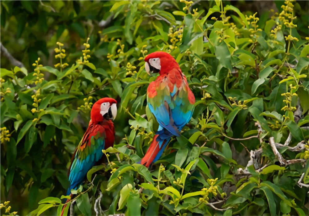 绿翅金刚鹦鹉身份信息